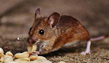 24 Hour & Emergency Exterminators in Hustontown, PA